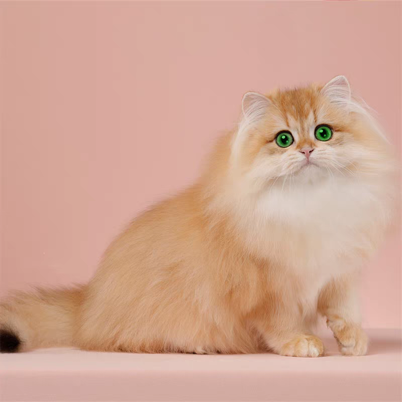 猫舍直销批发价格出售长毛金渐层